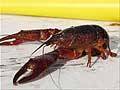 Guy Fanguy - Artist - Photographer - Guy Fanguy - Crawfish - Louisiana (4).jpg Size: 61007 - 7